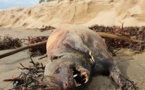 Une étrange créature découverte sur une plage de Santa Barbara