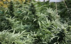 Lutte contre la drogue à Kolda, un cultivateur arrêté, 157 kg de “yamba” saisis par l’Ocrtis