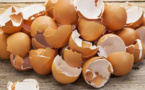 Les vertus magiques des coquilles d’œufs