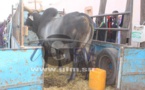 Gamou 2015- Cheikh Amar offre des boeufs à Serigne Abdoul Aziz Sy Al Amine