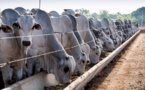 Elevage : Le Sénégal réceptionne 312 taureaux géniteurs importés du Brésil
