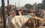 Photos - Maouloud 2015: Après Touba, Cheikh Béthio inonde Dakar de bœufs
