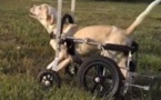 Ce chien paralysé qui a réappris à marcher nous rappelle pourquoi tout le monde mérite une deuxième chance !
