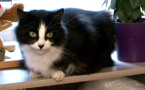 Ce chat a traversé toute la France en parcourant 1200 km pour finalement retrouver ses maîtres après un an et demi ! Une incroyable épopée pour une si petite boule de poils... Il y a 24 jours