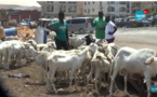 Tabaski 2023 : L’inquiétude plane sur la disponibilité des moutons et leurs prix