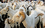 Approvisionnement en moutons pour la Tabaski 2023 :  Dakar attend encore ses têtes
