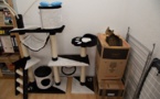 La logique des chats enfin expliquée, en 20 photos...