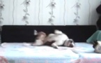 Quand ce chien reste seul à la maison