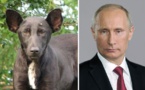 Top 5 des chiens qui ressemblent à quelque chose d’autre, les look-alike canins