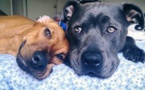 Ils lui ont menti à propos du pit bull qu'elle venait juste d'adopter, et voilà ce qui est arrivé !