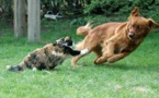 Propriétaire de chat vs. propriétaire de chien : qui est le plus intelligent ? L'étude qui fait beaucoup parler...