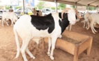 Tabaski 2023 : Plus de 35 000 moutons invendus