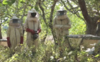 Apiculture: La fédération nationale des apiculteurs du Sénégal demande le départ de leur directeur général