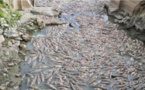 Lac de Malika : Les poissons meurent par centaines