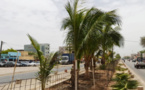 Les Baye Fall veulent reboiser 3000 plantes sur la corniche de Touba, dimanche