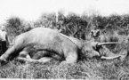 Le dernier éléphant de Dakar ( 1900 )