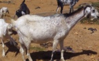 Alerte à Keur Marème Mbengue: Les chèvres vulnérables prises pour cible par les malfaiteurs