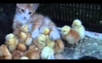 Abandonnés, ces petits poussins ne peuvent pas se séparer de cette chatte.