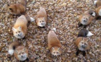 On a trouvé l'endroit le plus mignon au monde : un village de renards !