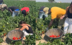 Le travail agricole: un débouché pour les jeunes migrants…