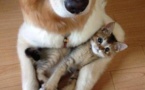14 chats qui ont confondu ces chiens avec des coussins !
