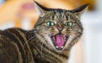 Voici quelque raisons de détester encore plus les chats !