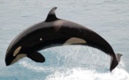 Cette orque vieille de 103 ans pourrait bien être une très mauvaise nouvelle pour les parcs d'animaux marins — Et voici pourquoi.