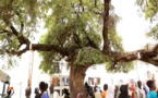 Au cœur du Magal 2023: L’histoire de l'arbre miraculeux de Serigne Fallou Mbacké, porteur d'espoir