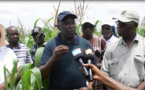 Tambacounda: Les producteurs de maïs sollicitent la mise en place à temps, des semences, intrants agricoles et des tracteurs