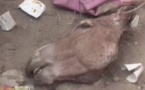 Vidéo: Il trouve une tête d’âne et une tête de cheval devant la porte de sa cantine