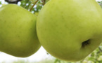 Manger des pommes réduit le risque d’asthme