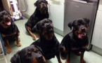 Voici comment 4 rottweilers ont sauvé la vie d'une femme de 80 ans ! Aucun humain n'aurait pu faire ça...