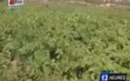 Mboro : Les cultivateurs lancent un appel à l'Etat pour trouver une solution aux difficultés liées à l'écoulement de leurs produits 