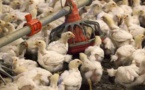 Grippe aviaire : des millions de volailles vont devoir être abattues aux Etats-Unis