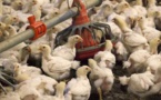 Grippe aviaire : des millions de volailles vont devoir être abattues aux Etats-Unis