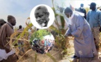 Lagane 2023: La Générosité de Samuel Sarr Illumine la Récolte Annuelle des Champs de Maïs de Serigne Cheikh Saliou Mbacké