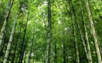 La Chine construit un mur d’arbres pour lutter contre le réchauffement climatique