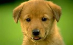 Ce chien fait de la balançoire d'une drôle de manière