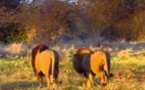 Ushuaïa Nature - Prélude au crépuscule d'une faune (Botswana)