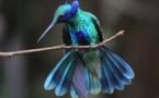 Colibris joyaux de la nature