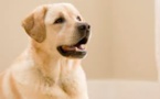 Un chien joue de la musique avec son maître