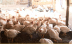 Fêtes de fin d’année: Les éleveurs de poulets ont déployé des efforts considérables, pour satisfaire le marché