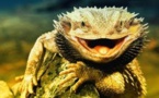  Pogona dans La Nature