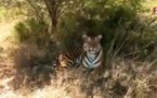 Grandeurs nature : Le tigre de la dernière chance