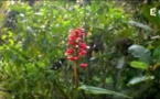 La Nature