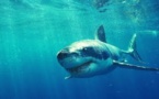 La vie des Requins