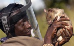 Des rats dressés sauvent des milliers de vie en Afrique... Découvrez comment !