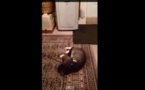 Ce chat fait semblant d’être mort pour ne pas aller dehors