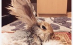 On a découvert le lapin avec les plus grandes oreilles de toute la toile… Il faut le voir pour y croire !