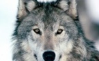 Le loup gris